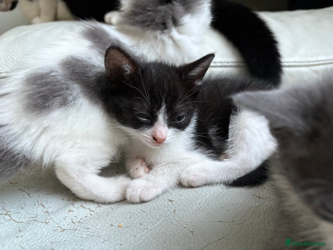 Mixed Breed cats for sale: Kittens for sale - Image 16