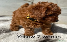 Toy Poodle dogs for sale: Asian Toy Poodle Puppies  - Image 21