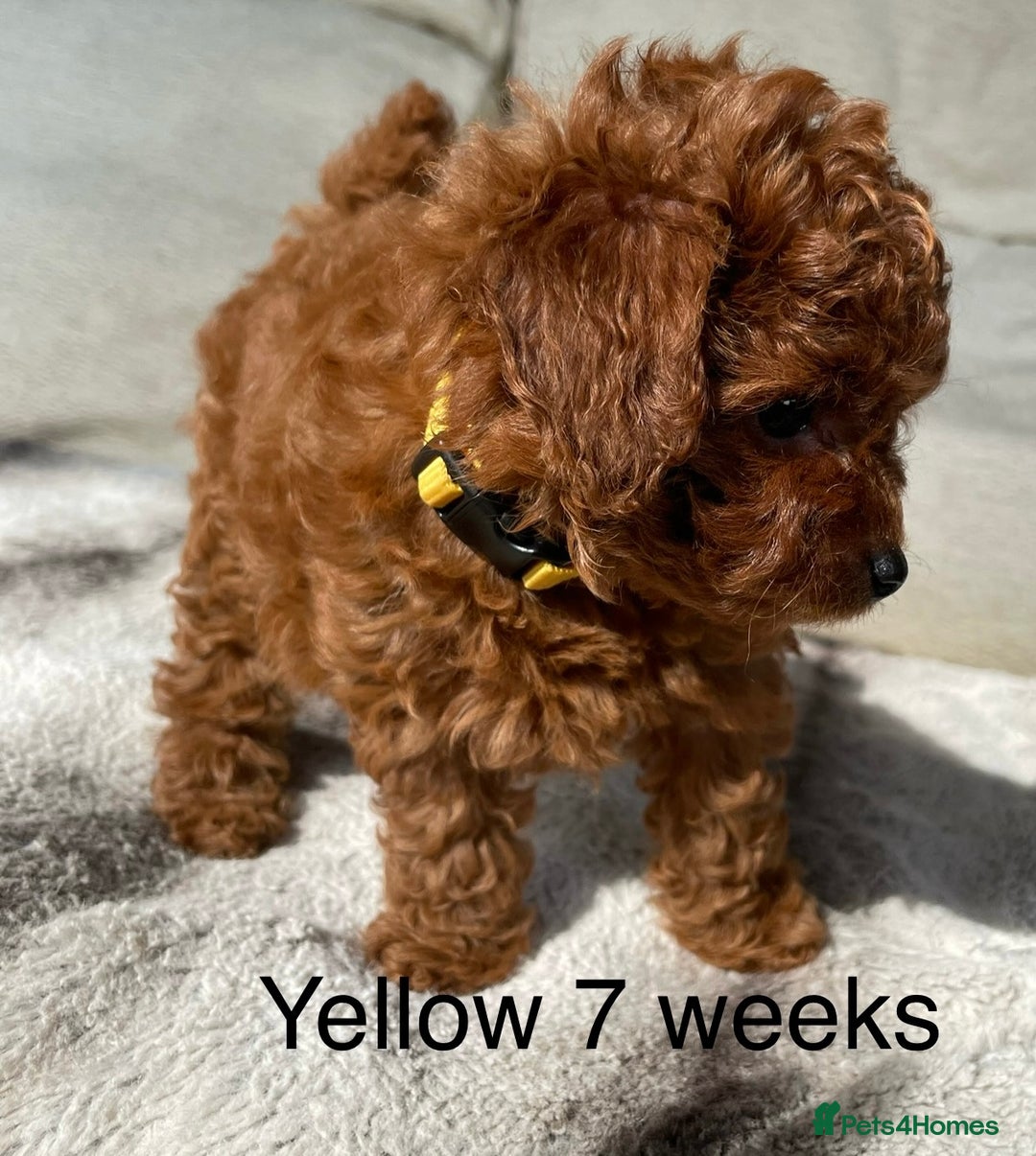 Toy Poodle dogs for sale: Asian Toy Poodle Puppies  - Image 21