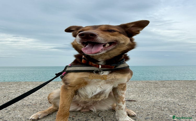 Mixed Breed dogs - Advert 11