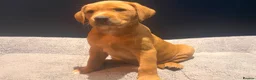 Labrador Retriever dogs for sale: Red fox Labrador pups  in Evesham - Advert 12