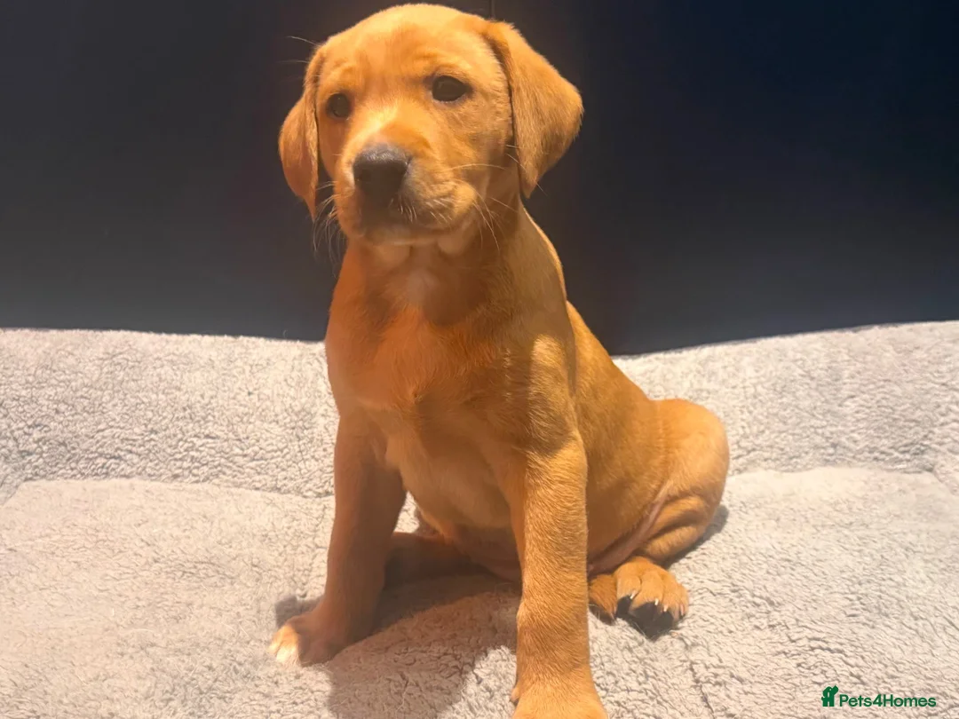 Labrador Retriever dogs for sale: Red fox Labrador pups  in Evesham - Advert 12