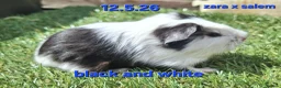 Guinea Pig rodents for sale: Fluffy baby boy male guinea pigs - Advert 4
