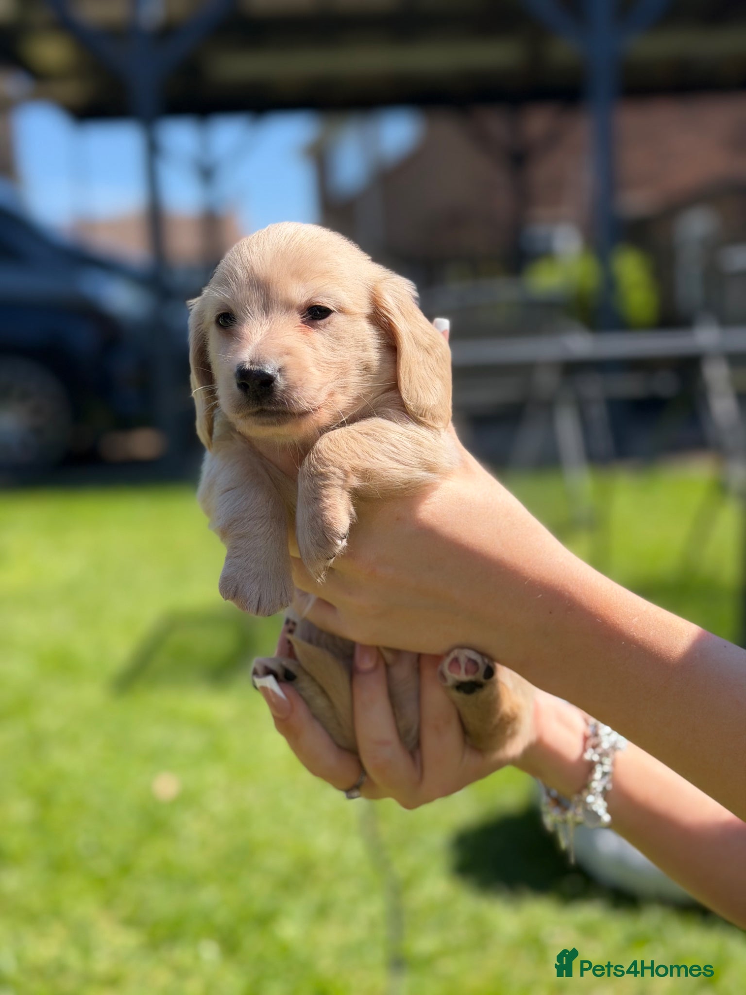 Miniature Dachshund dogs KC Reg Long haired cream miniature dachshund  - Advert 2