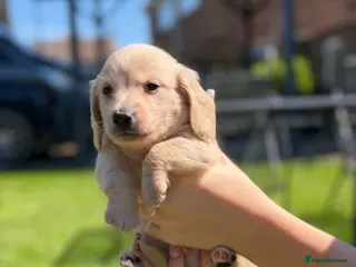 Miniature Dachshund dogs KC Reg Long haired cream miniature dachshund - Advert 2