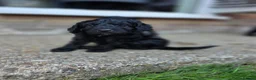 Cockapoo dogs for sale: Stunning F2 cockapoos ready soon 🐾 - Advert 8