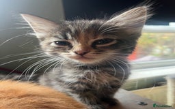 Mixed Breed cats for sale: Beautiful mixed kittens  - Image 3