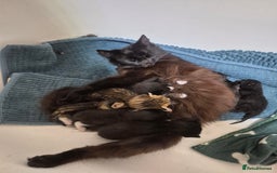 Mixed Breed cats for sale: 😻 Cute kittens. 1 tabby 1 black & 3 black & white - Image 6
