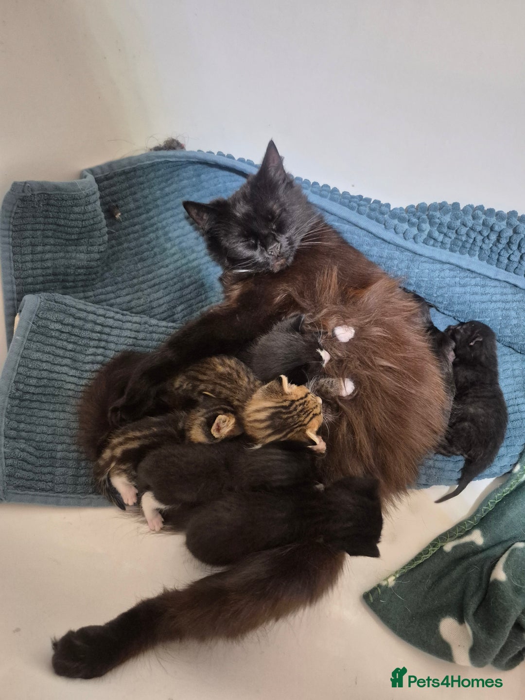Mixed Breed cats for sale: 😻 Cute kittens. 1 tabby 1 black & 3 black & white - Image 6