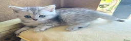 Mixed Breed cats for sale: Gorgeous Mix British short hair / toyger kittens - Advert 17