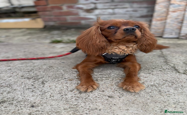 Cavalier King Charles Spaniel dogs - Advert 1