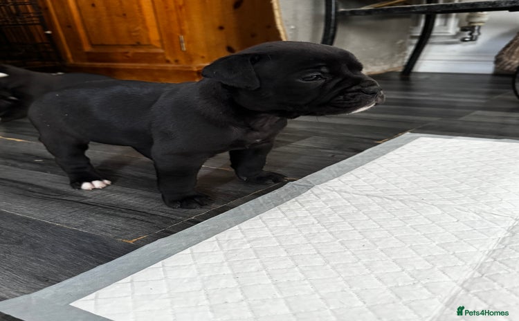 Dorset Olde Tyme Bulldogge dogs - Advert 5