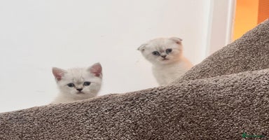 British Shorthair cats - Advert 15