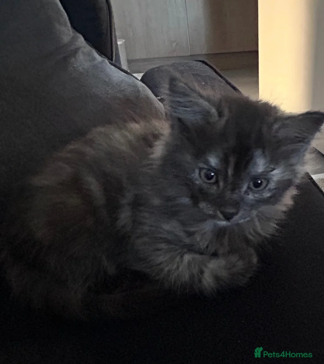 British Longhair cats for sale: Kittens ready today  - Advert 2