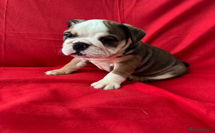 English Bulldog dogs - Advert 2