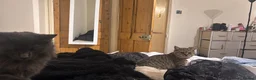 British Shorthair cats for sale: Churu- pure BSH in King's Lynn - Advert 2