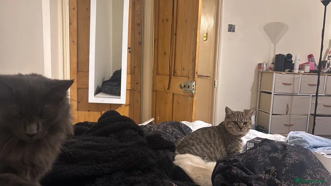 British Shorthair cats for sale: Churu- pure BSH in King's Lynn - Advert 2