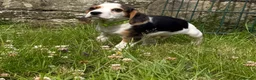 Bocker dogs for sale: Bred From Health Tested Parents - Advert 20