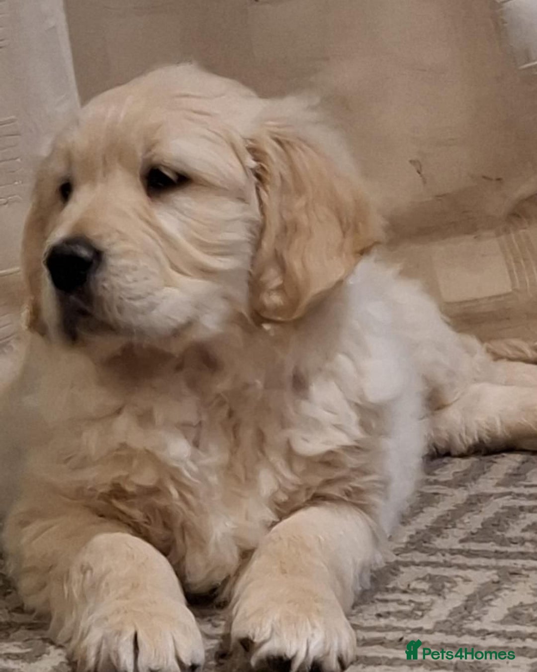 Golden Retriever dogs for sale: Beautiful fluffy golden retrievers - Advert 3