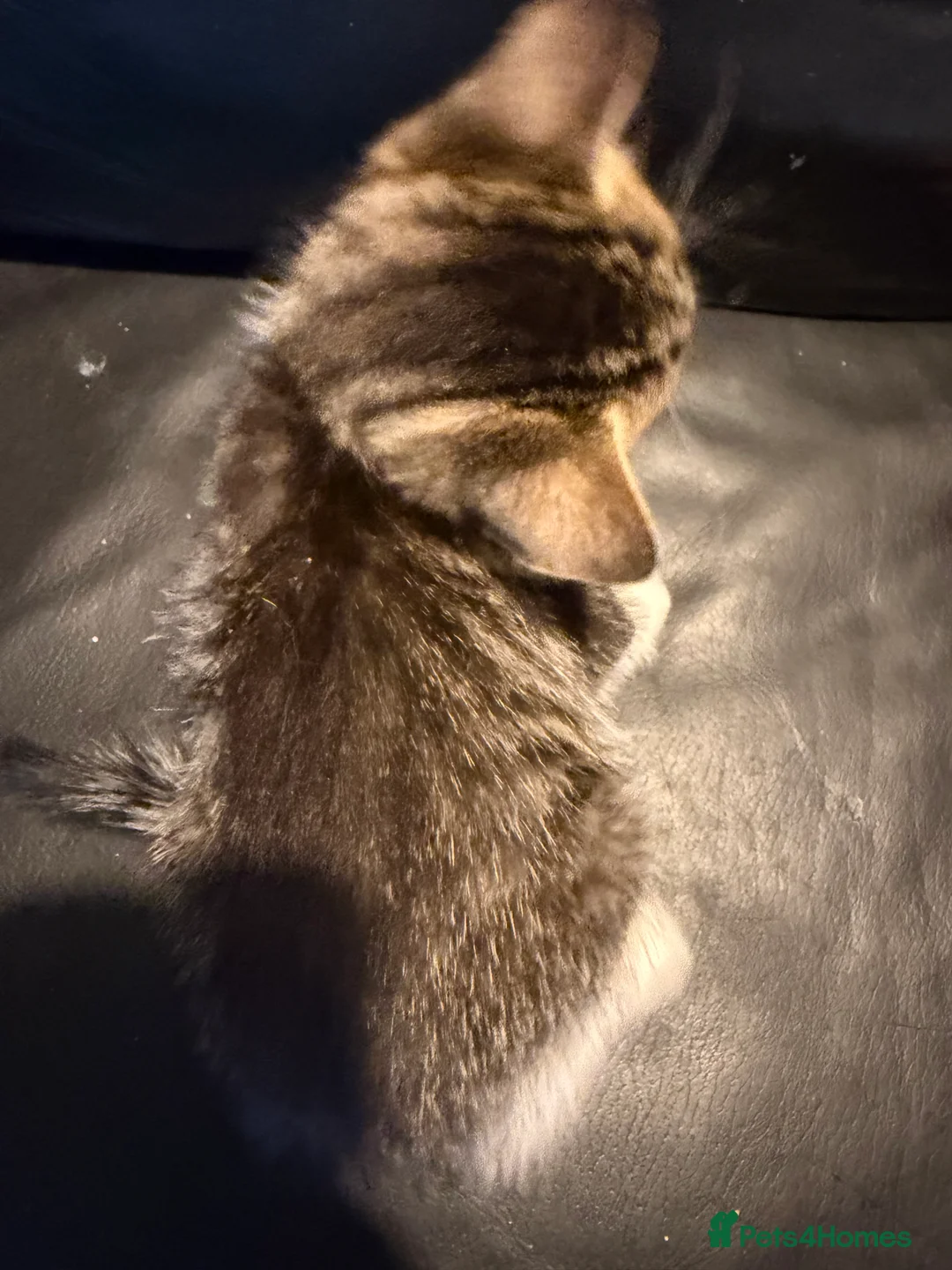 Mixed Breed cats for sale: 5 beautiful kitten ready to leave 25/7 - Advert 2