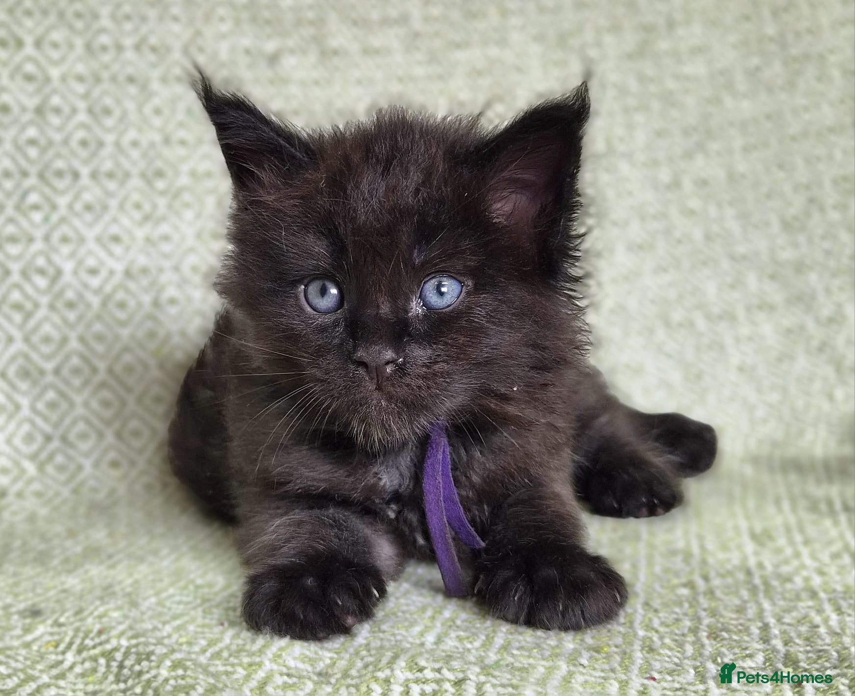 Maine Coon cats Stunning Black And Blue Smoke Pedigree Maine Coons - Advert 2