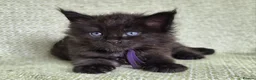 Maine Coon cats for sale: Stunning Black And Blue Smoke Pedigree Maine Coons - Advert 2