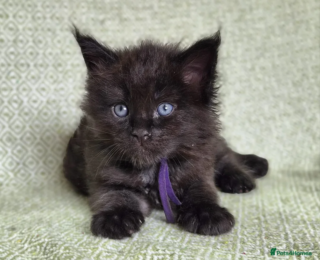 Maine Coon cats for sale: Stunning Black And Blue Smoke Pedigree Maine Coons - Advert 2
