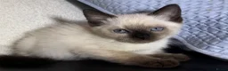 British Shorthair cats for sale: British short hair x ragdoll  - Advert 6