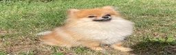 Pomeranian dogs for sale: Orange sable teddy bear type Pomeranians  - Advert 25