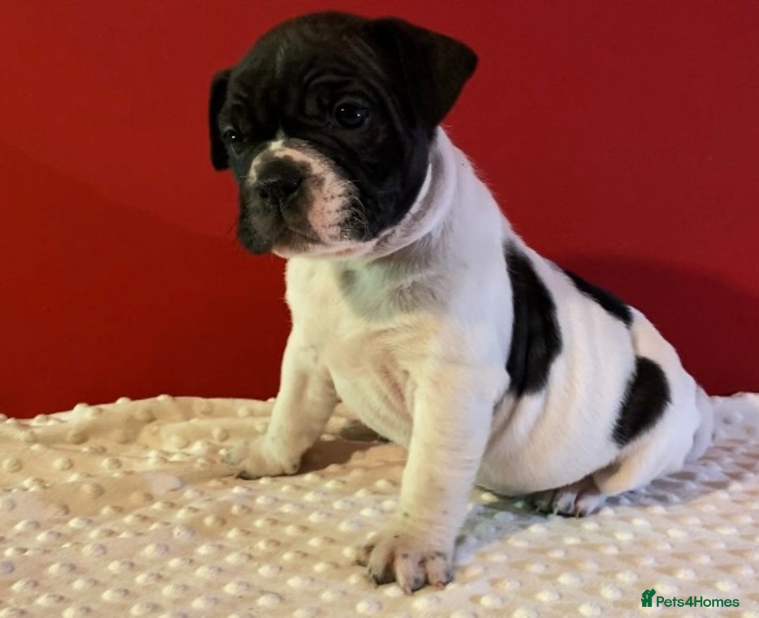 Alapaha Blue Blood Bulldog dogs for sale: TOP QUALITY PURE ALAPAHA BULLDOGS - Advert 7