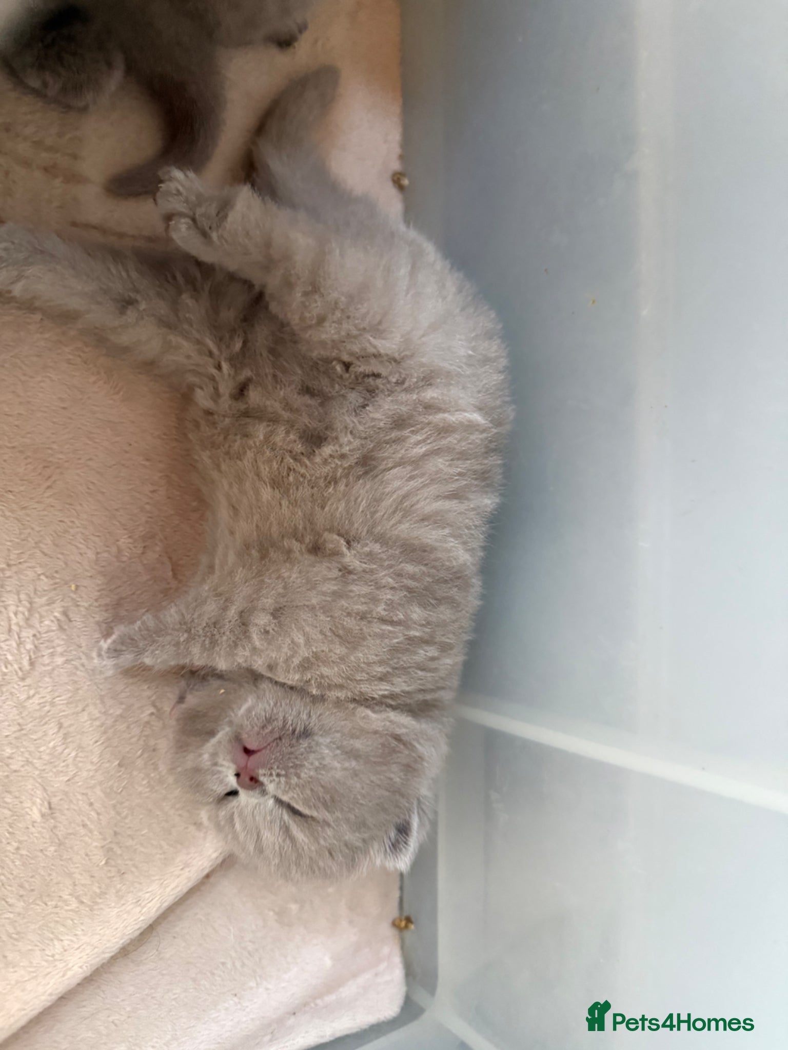 British Shorthair cats Beautiful lilac BSH GCCF - Advert 1