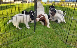 English Springer Spaniel dogs for sale: 3 male Springer Spaniel pups KC Reg and Pedigree - Image 23