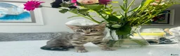 Bengal cats for sale: 3 Beautiful Blue Female TICA Reg Bengal kittens  - Advert 17