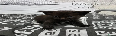 Mixed Breed Kitten 7