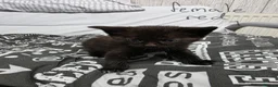 Mixed Breed cats for sale: 7 kittens, half Maine Coon - Advert 11