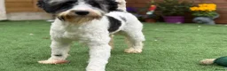 Schnoodle dogs for sale: Male Merle Parti Schnoodle - Advert 4