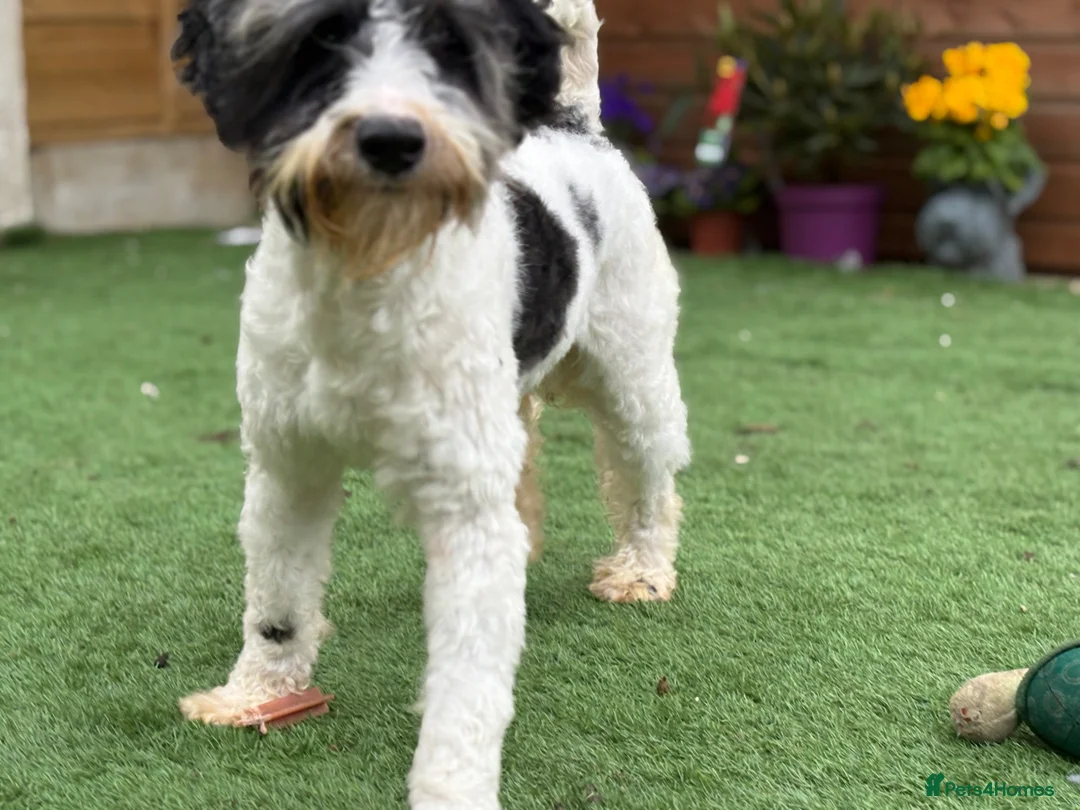 Schnoodle dogs for sale: Male Merle Parti Schnoodle - Advert 4