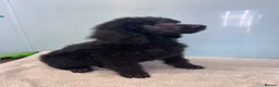 Standard Poodle dogs for sale: KC STANDARD POODLES HEALTH TESTED PARENTS  - Advert 10