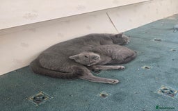 British Shorthair cats for sale: British shorthair kittens available 5 girls left  - Image 2