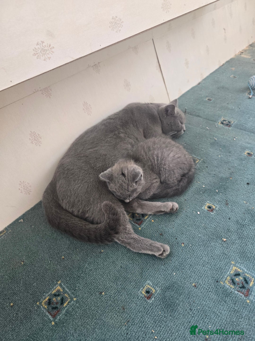 British Shorthair cats for sale: British shorthair kittens available 5 girls left  - Image 2