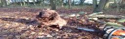 Sprocker dogs for sale: F1 sprocker puppies - Advert 19