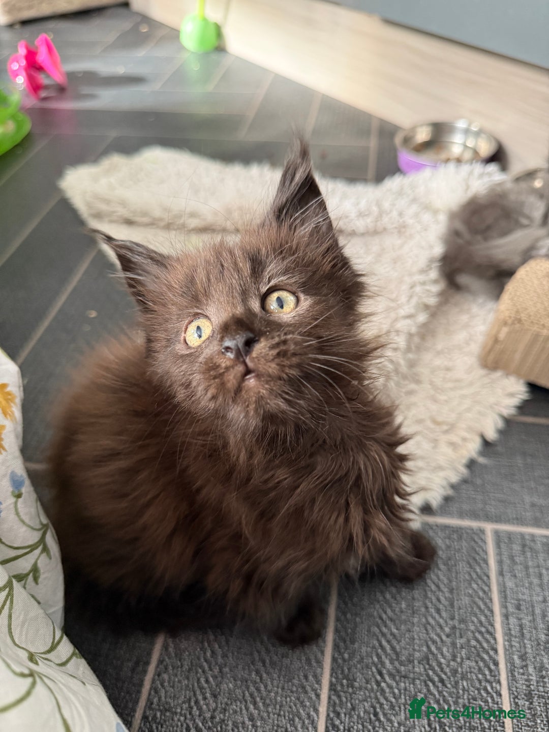 Maine Coon cats for sale: Chunky Russian Mainecoon cubs  - Image 13