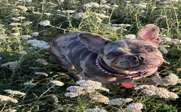 French Bulldog dogs - Advert 1