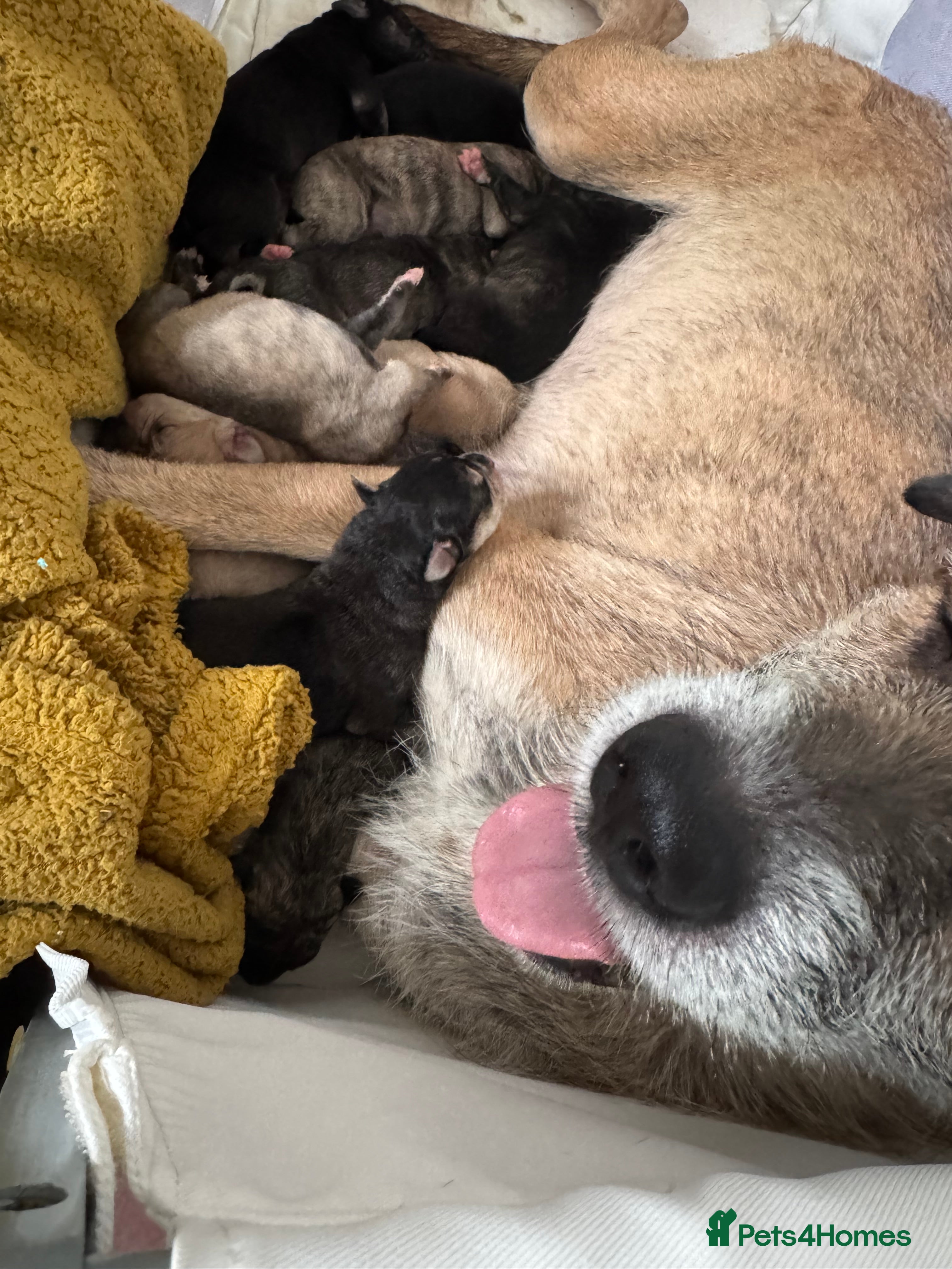 Mixed Breed dogs 3 mixed breed puppies for sale  - Advert 4