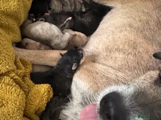 Mixed Breed dogs 3 mixed breed puppies for sale - Advert 4