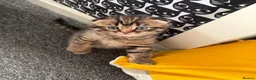 Scottish Fold cats for sale: Scottish Fold kittens  - Advert 12