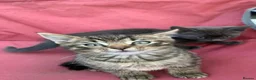 Mixed Breed cats for sale: 4 Adorable Kittens Ready for Forever Homes - Advert 5