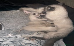 Ragdoll cats for sale: Beautiful ragdoll babies 🩷🩷🩵🩵 - Image 10