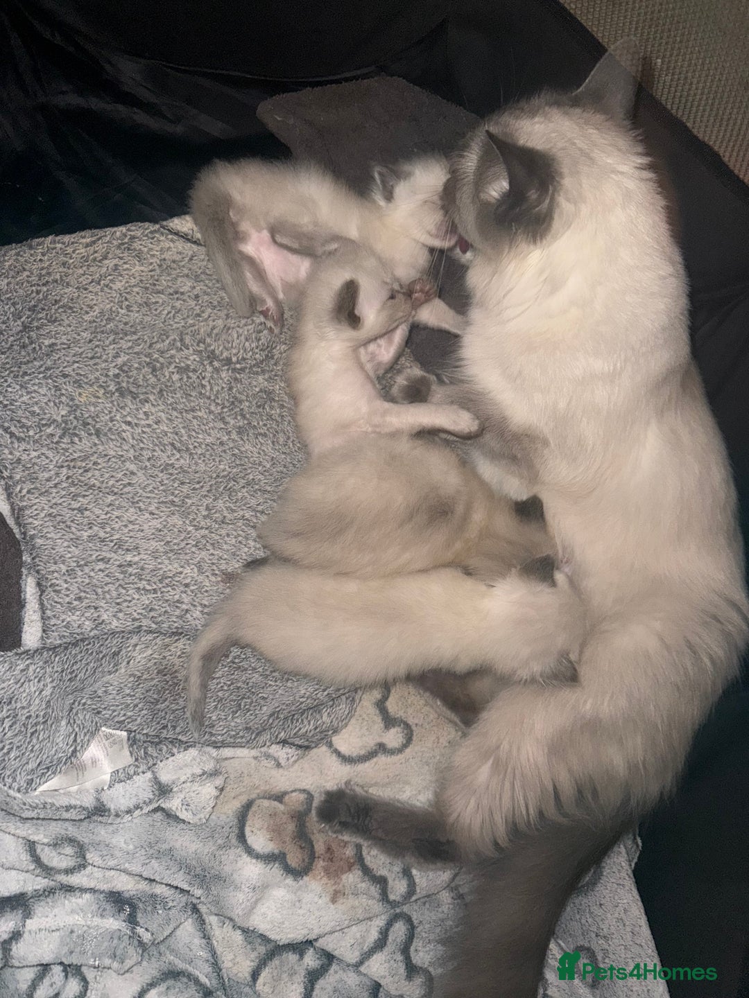 Ragdoll cats for sale: Beautiful ragdoll babies 🩷🩷🩵🩵 - Image 10