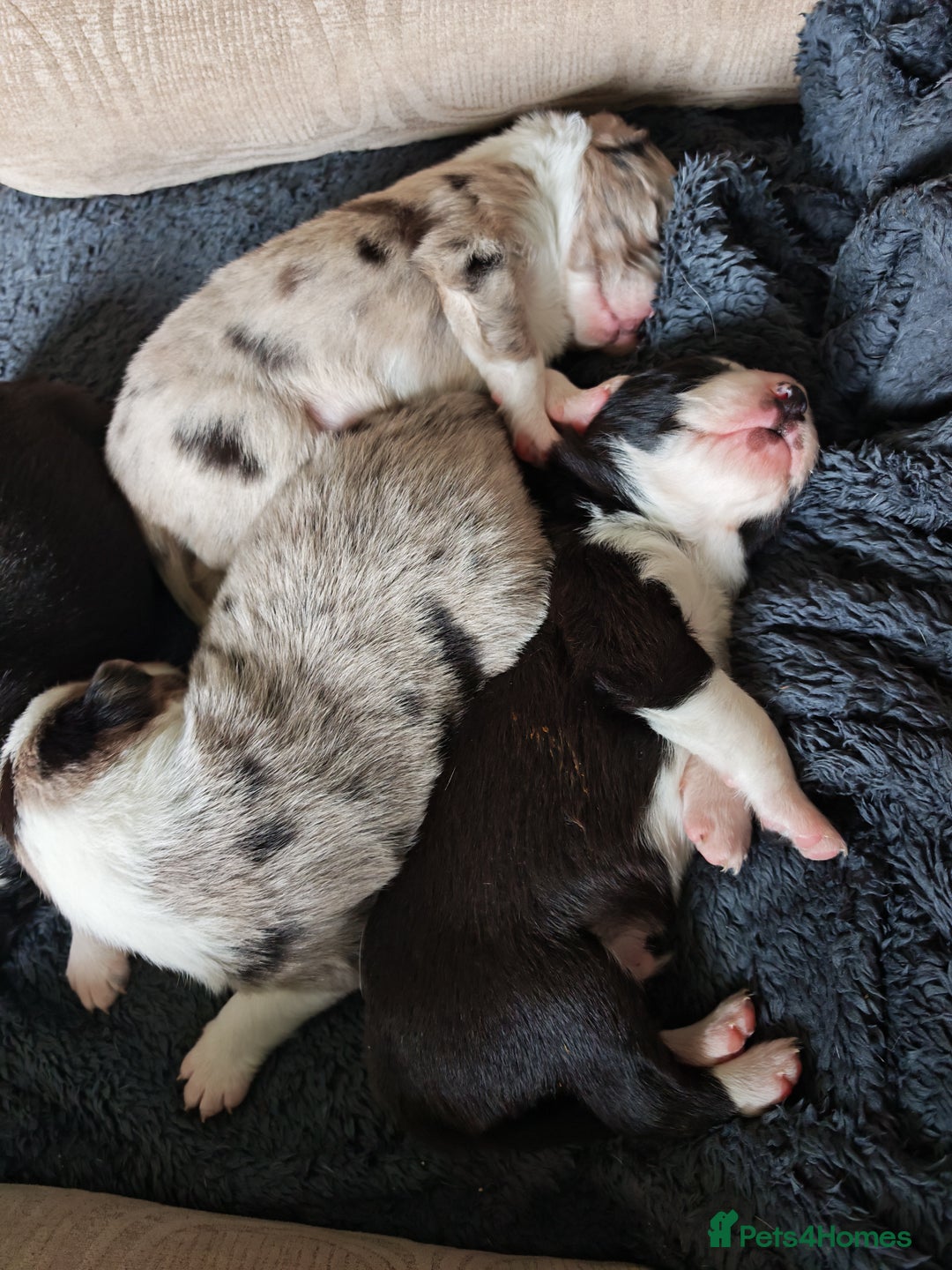 Border Collie dogs for sale: KC registered border collie puppies  - Advert 20